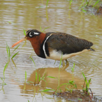 Greater Painted-snipe